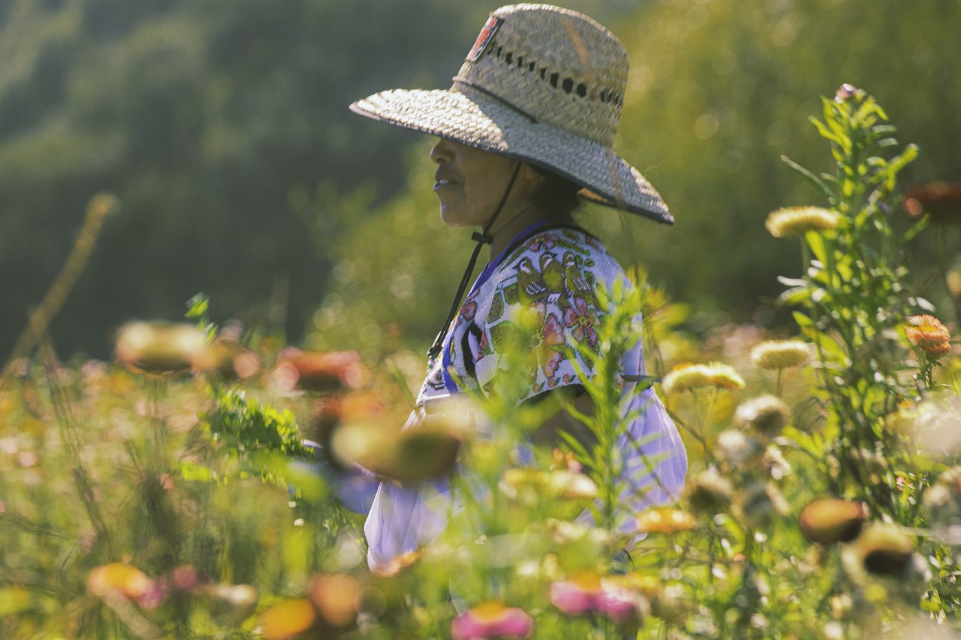 Woman in a straw hat and embroidered vest among blurred strawflowers in warm light