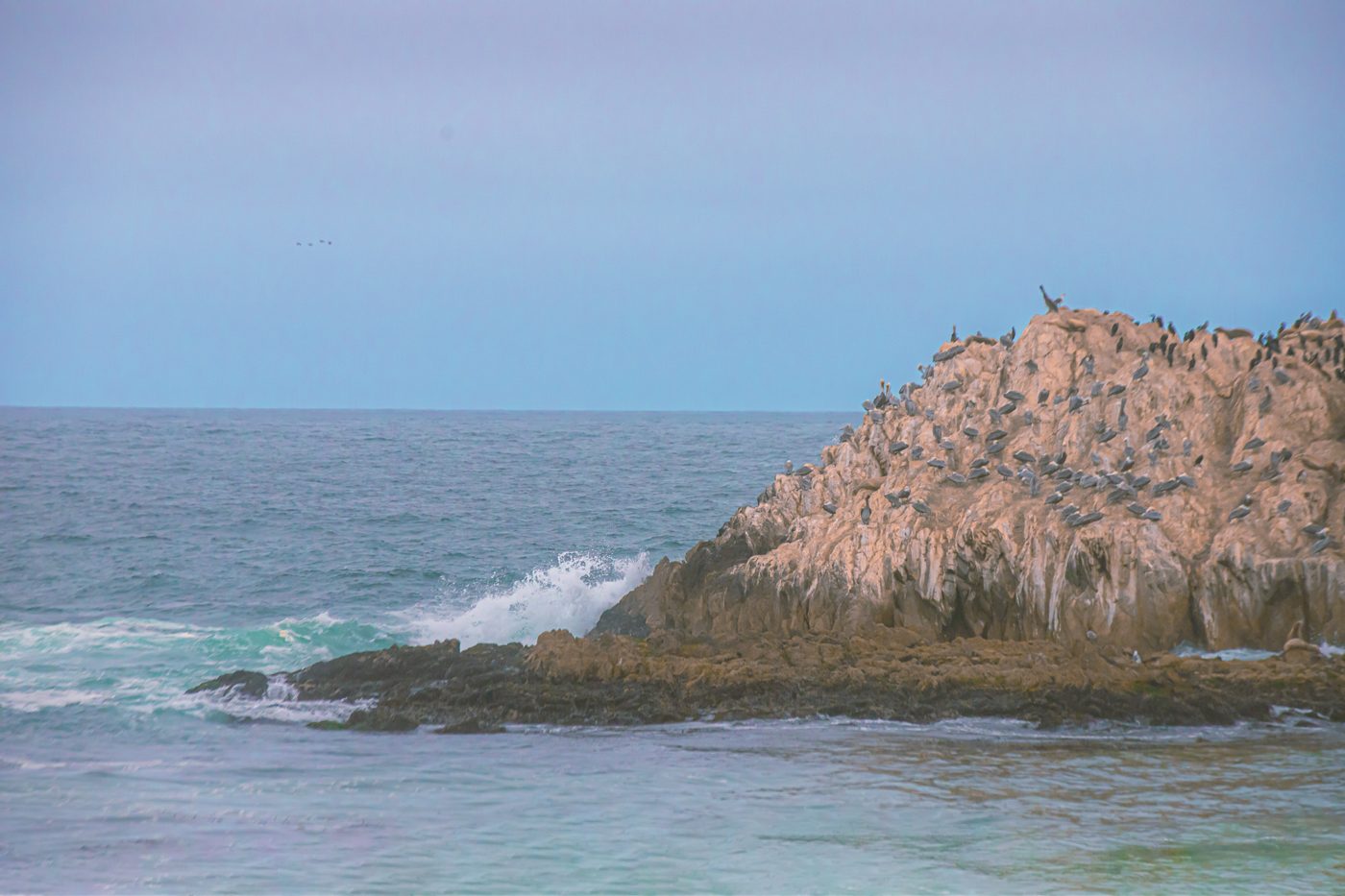 Wave breaking beside a rock crowded with pelicans and cormorants