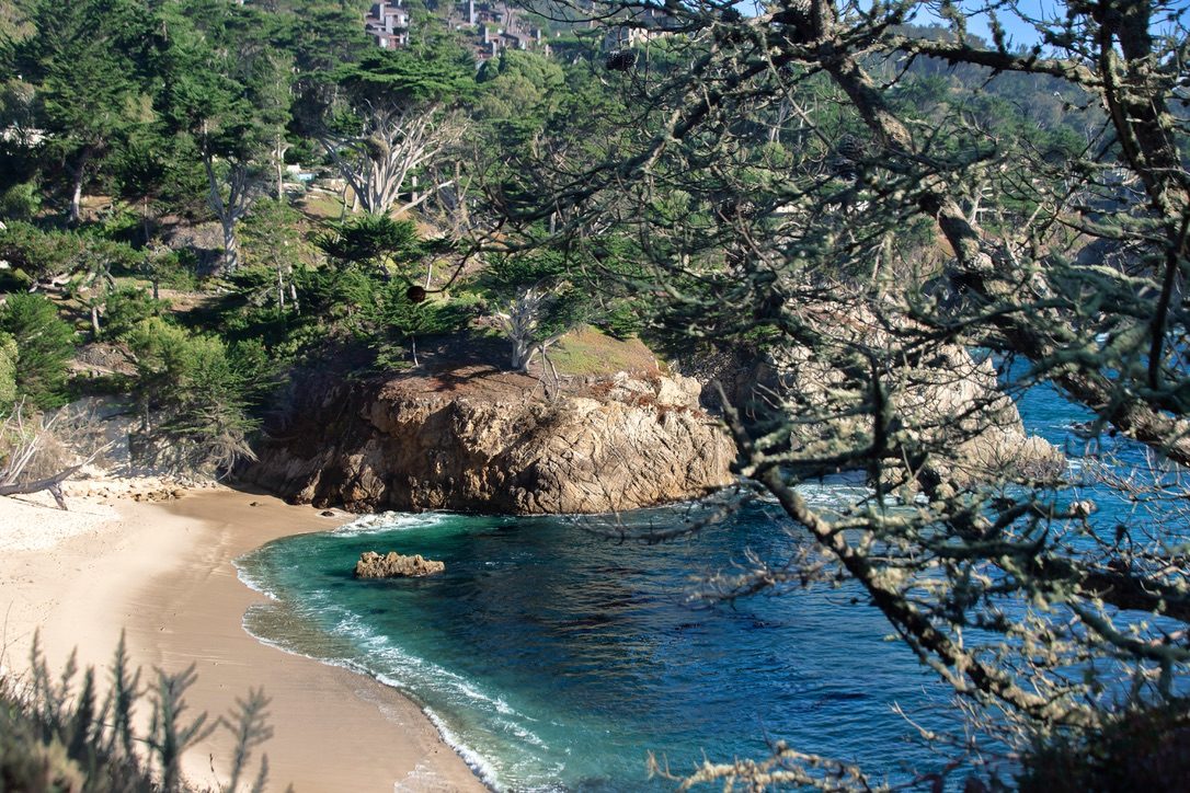 Turquoise cove and sandy beach at Point Lobos framed by lichen-covered cypress branches