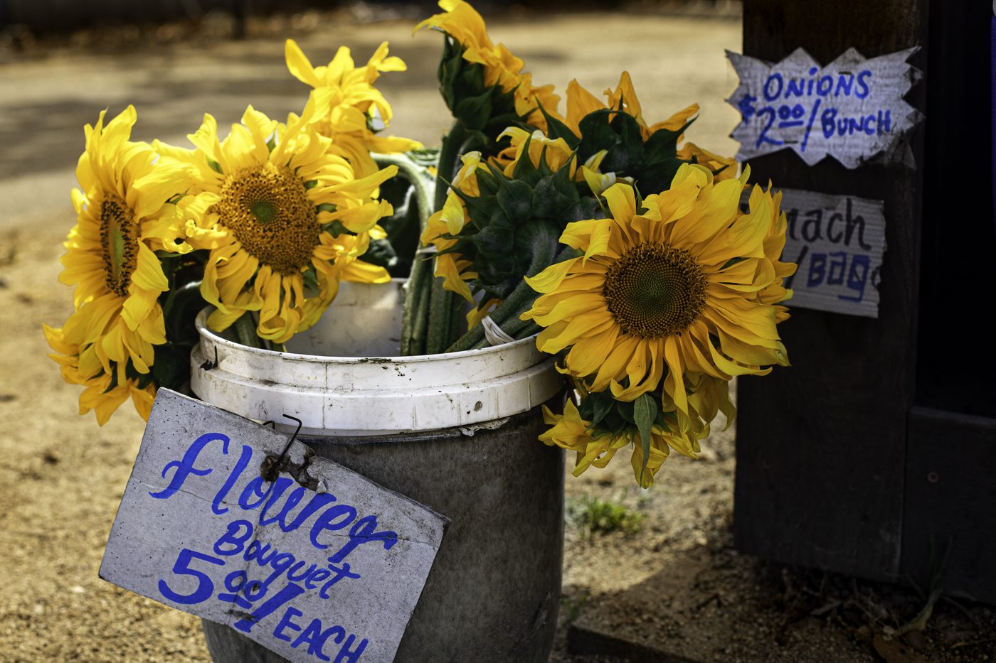 Sunflowers in a bucket at a roadside stand with hand-painted price signs