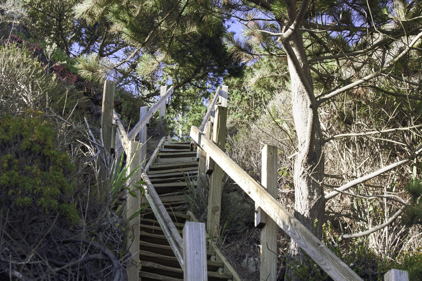 Weathered wooden staircase climbing between pine trees and coastal brush toward blue sky
