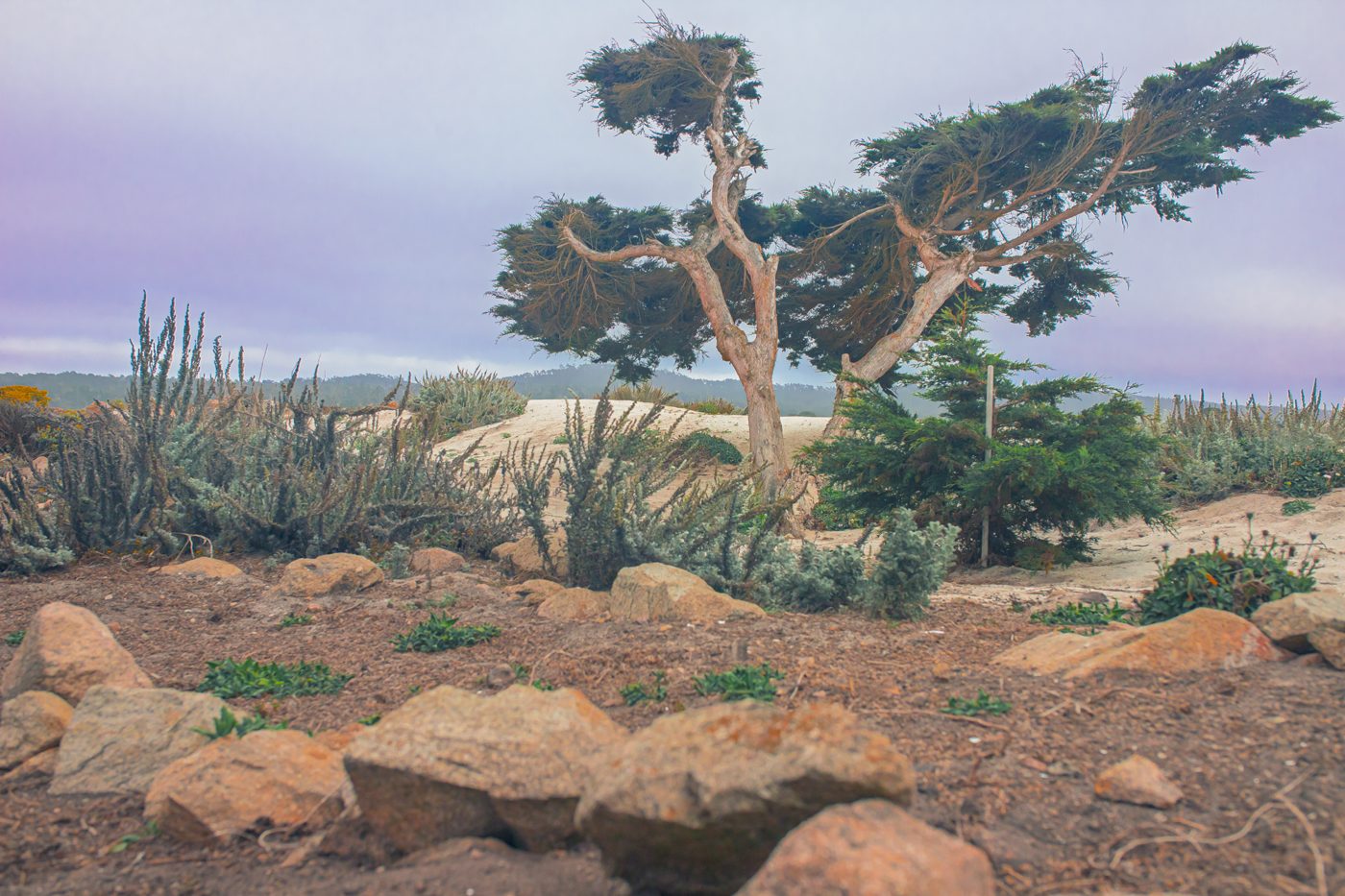 Windswept cypress trees above dunes and rocks under a lavender sky
